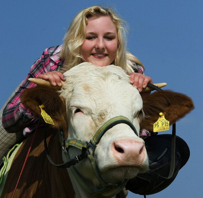 Дівчина привчила корову до верхової їзди (10 фото)
