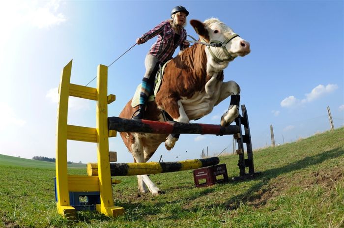 Дівчина привчила корову до верхової їзди (10 фото)