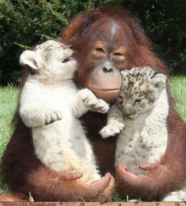 Ніжна дружба різних тварин (62 фото)