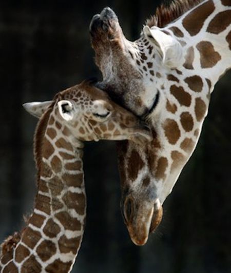 Дитинчата жирафів (40 фото)