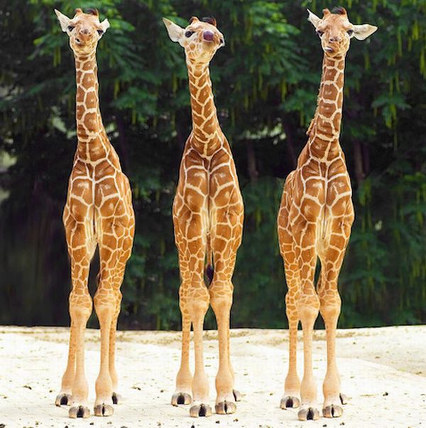 Дитинчата жирафів (40 фото)