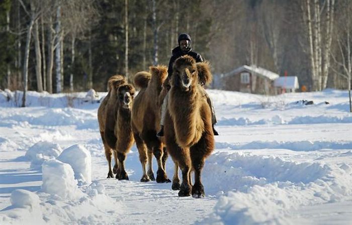 Верблюди в снігової Норвегії (12 фото)
