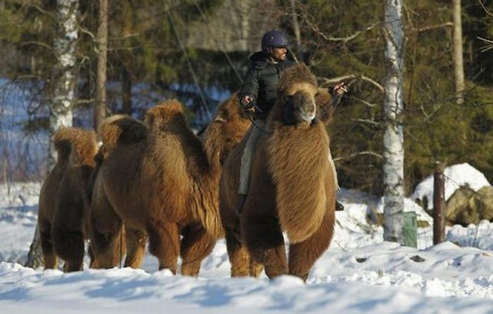 Верблюди в снігової Норвегії (12 фото)