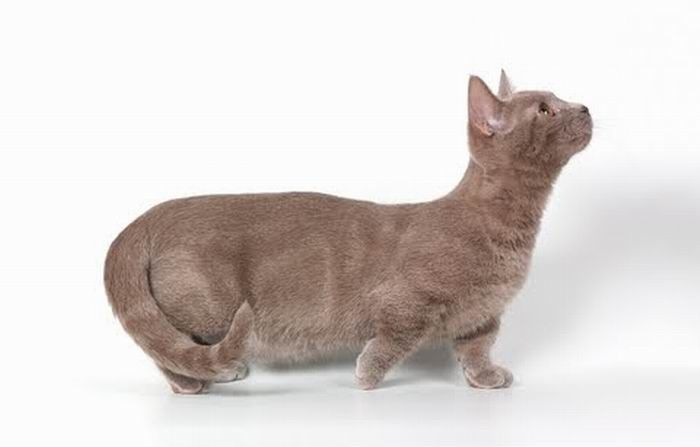 Коротколапые коти манчкіни (14 фото)