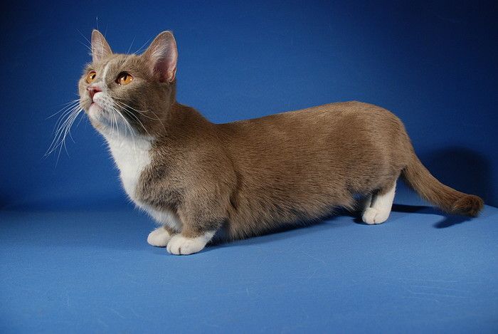 Коротколапые коти манчкіни (14 фото)