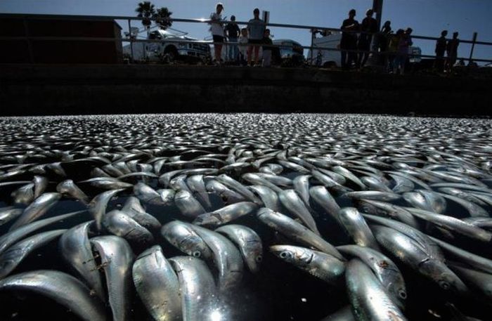 Масова загибель риби (16 фото)