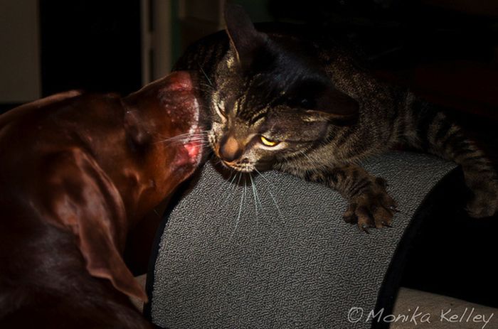Забавні переговори котів і собак (16 фото)