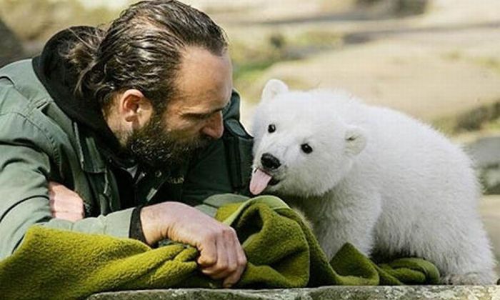 Білий ведмідь Кнут. Життя і смерть (32 фото + відео)