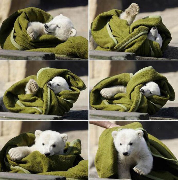 Білий ведмідь Кнут. Життя і смерть (32 фото + відео)