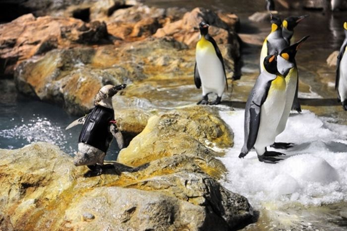 Пінгвін без піря (8 фото)