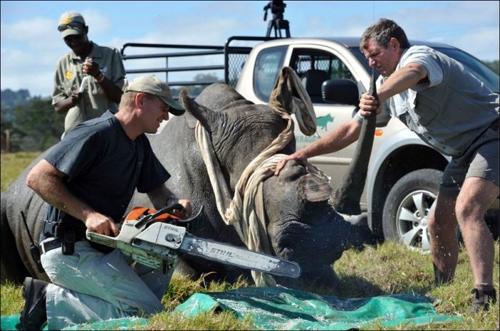 Як рятують носорогів (4 фото)