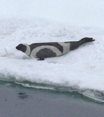 Смугасті тюлені (6 фото)