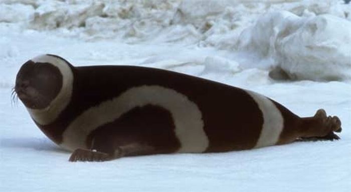 Смугасті тюлені (6 фото)