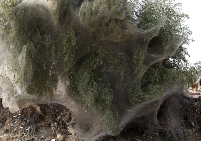 Нашестя павуків у Пакистані (8 фото)