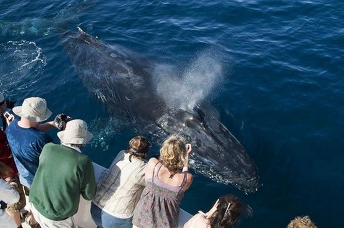 Найдоброзичливіші кити в світі (14 фото)
