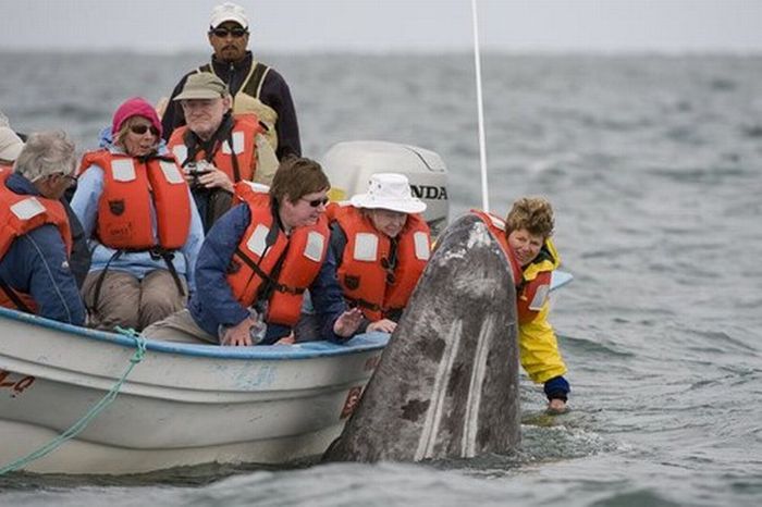Найдоброзичливіші кити в світі (14 фото)