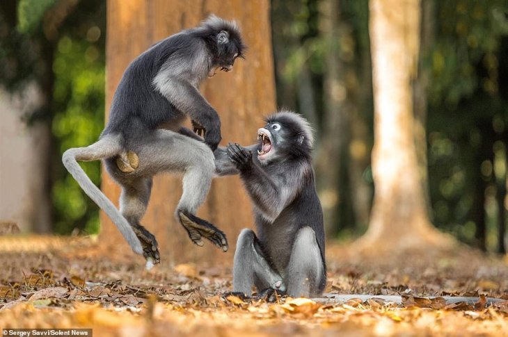 Шаолиньские обезьяны: приматы дерутся в стиле кунг-фу Интересное