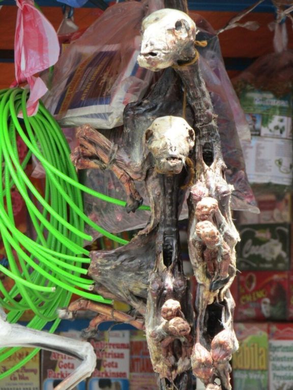 Рынок ведьм в Боливии предлагает сушёных лам и галлюциногенные листья путешествия, Путешествие и отдых