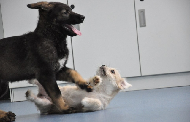 В Китае первый клон полицейской собаки приступил к тренировкам. МиР
