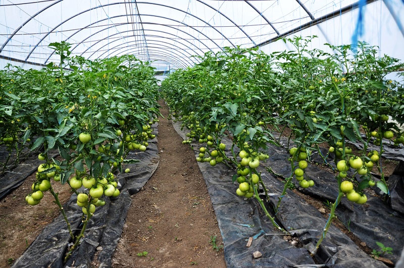 Тонкости выращивания домашних помидоров Вдохновение