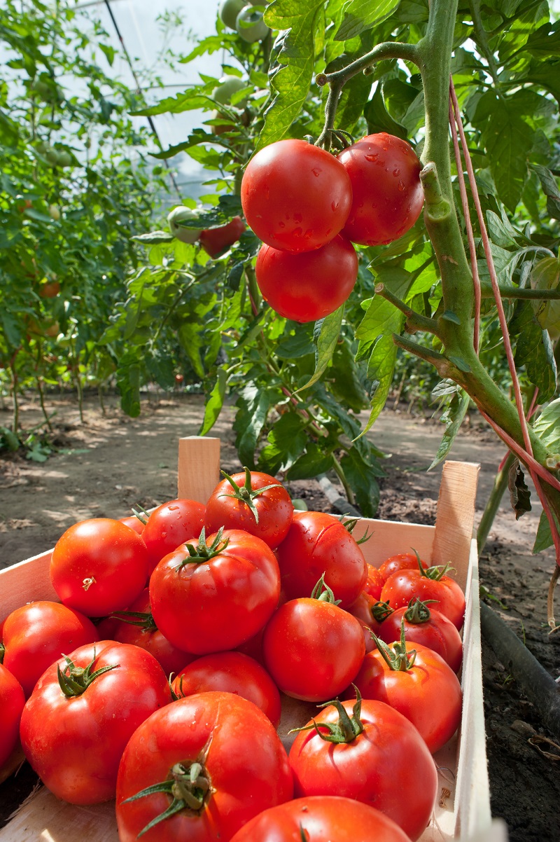 Тонкости выращивания домашних помидоров Вдохновение