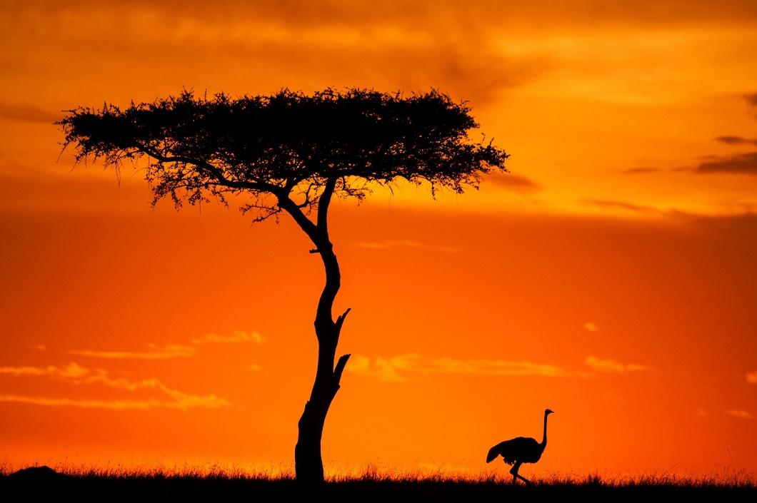 Потрясающие африканские закаты от Пола Гольдштейна зверушки,живность,питомцы, Животные