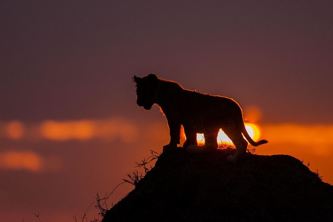 Потрясающие африканские закаты от Пола Гольдштейна зверушки,живность,питомцы, Животные