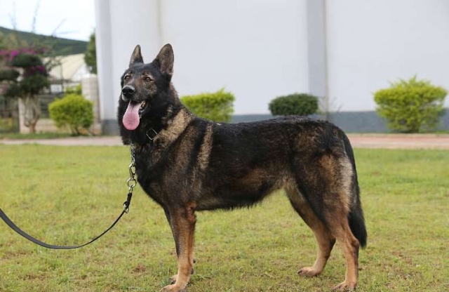 В Китае первый клон полицейской собаки приступил к тренировкам. МиР