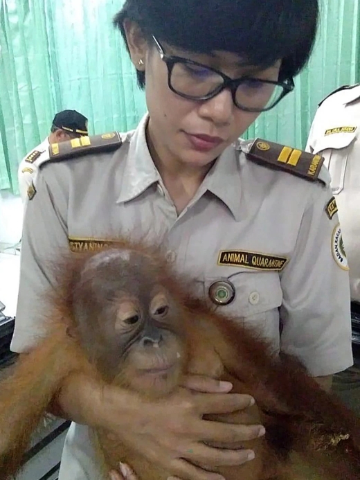На Бали задержали гражданина РФ, который пытался провезти орангутана в багаже. МиР