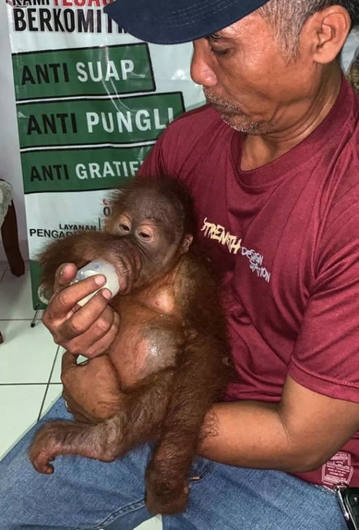 На Бали задержали гражданина РФ, который пытался провезти орангутана в багаже. МиР