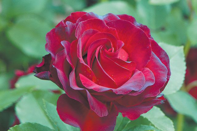Когда и как лучше всего посадить розу? розы