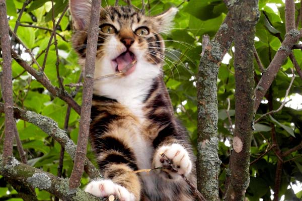 Коты и мистика. 7 интересных фактов о кошках загадки