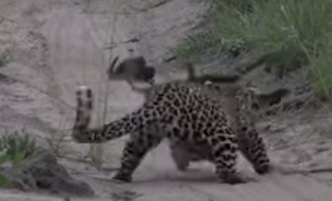 Отчаянный мангуст преподал урок леопарду животные