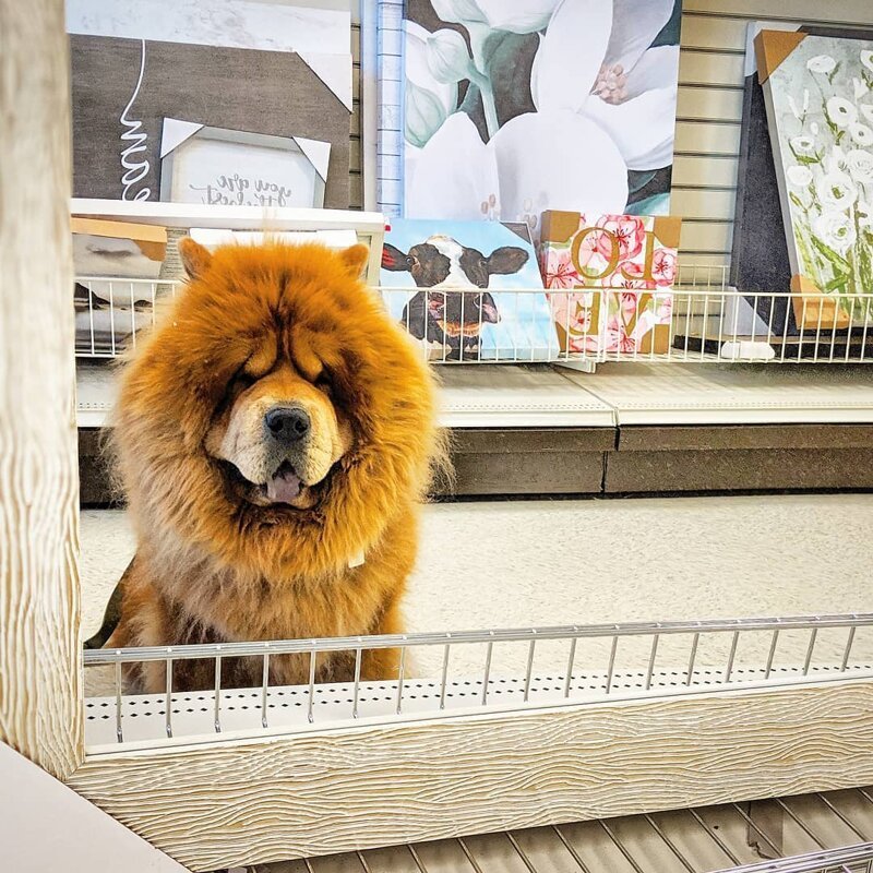 18 фотографий собак породы чау-чау, которых хочется затискать здесь и сейчас 