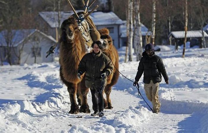 Верблюди в снігової Норвегії (12 фото)