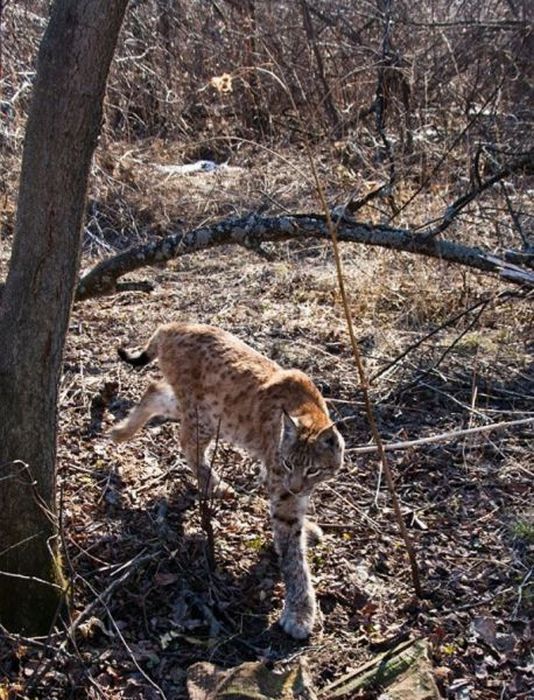 Нежданий гість (10 фото)