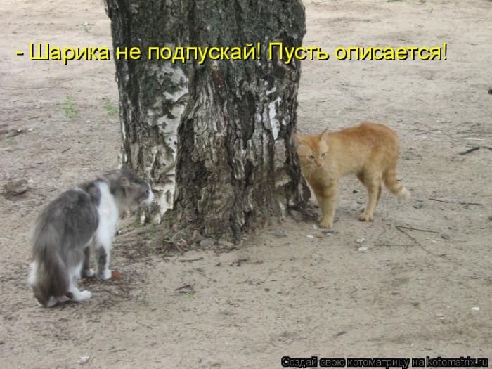 Кращі котоматриці тижні (50 фото)