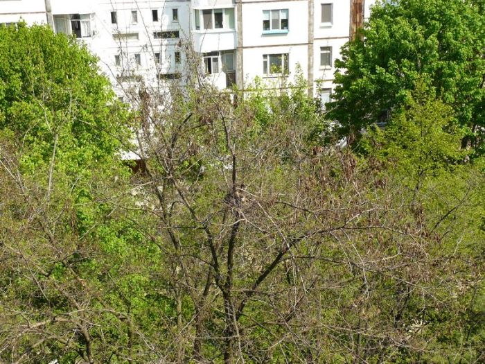 Цікавий сусід оселився у дворі (5 фото)