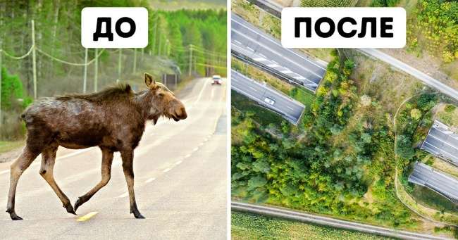 В некоторых странах уже есть переходы для животных, и они настолько эффективны, что нужны нам везде Интересное