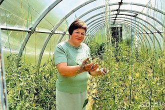 Томаты для открытого грунта – опытный томатовод рассказывает о своих любимых сортах огород