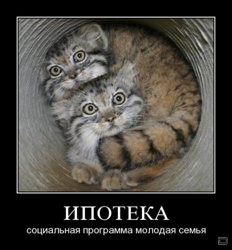 Прикольные и веселые демотиваторы для настроения 