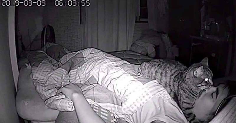Парень установил в своей комнате камеру, чтобы заснять, что ночью делает его кошка зверушки,живность,питомцы, Животные