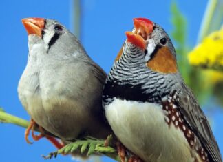 Можливо, ми нарешті дізнаємося, чому птахи співають на світанку