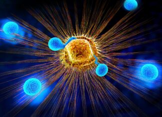 Una dieta rica en fibra estimula las células inmunitarias que combaten el cáncer, según un estudio