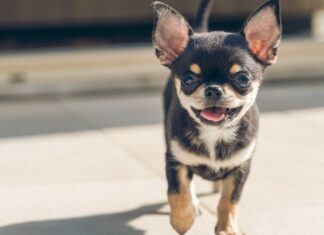 Wilk DNA we współczesnych psach: najnowsza historia krzyżowania międzygatunkowego