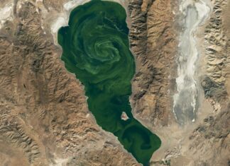 Toxic Algae Bloom Swirls in Nevada’s Pyramid Lake