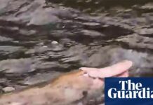 Рідкісний рожевий качкодзьоб помічений у Гіпсленді, Австралія