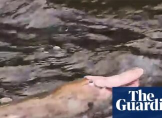 Vzácný ptakopysk růžový spatřen v Gippsland, Austrálie