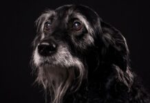 Зниження когнітивних здібностей у собак: розуміння «собачої деменції» та що власники повинні знати