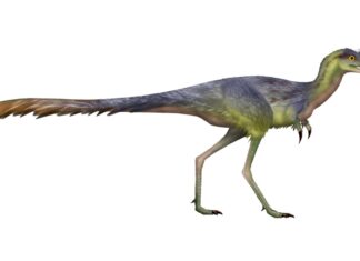 New Dino Discovery: Fossil Claw Suggests Egg-Stealing Behavior